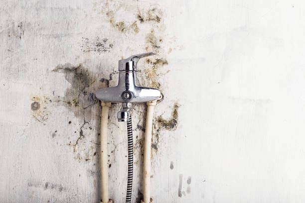 Best Insurance-Related Mold Remediation in Bellwood, VA