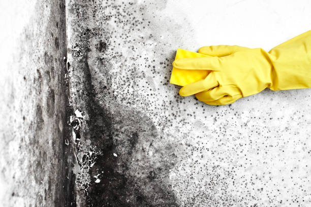 Best Emergency Mold Remediation in Bellwood, VA
