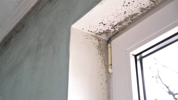 Best Black Mold Remediation in Bellwood, VA
