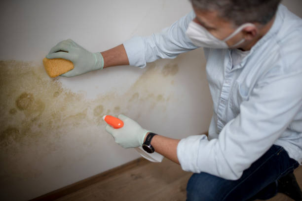 Best Commercial Mold Remediation in Bellwood, VA