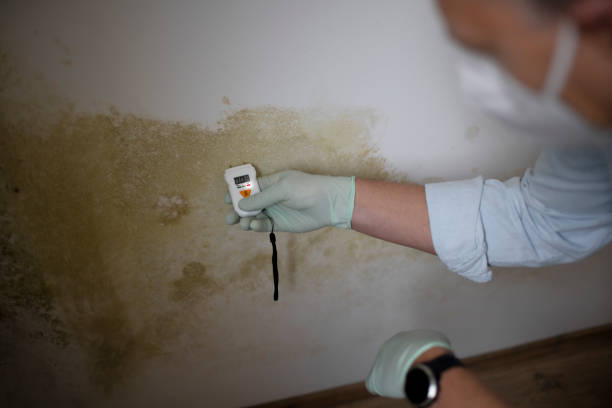 Best Industrial Mold Remediation in Bellwood, VA