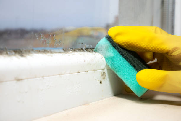 Trusted Bellwood, VA Mold Remediation Experts