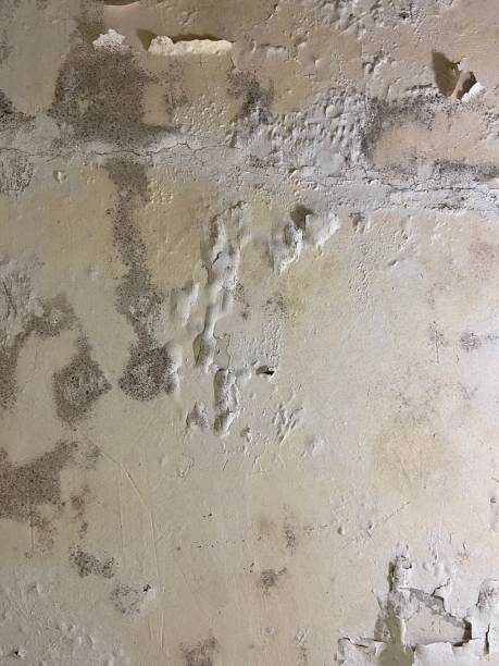 Best White Mold Remediation in Bellwood, VA