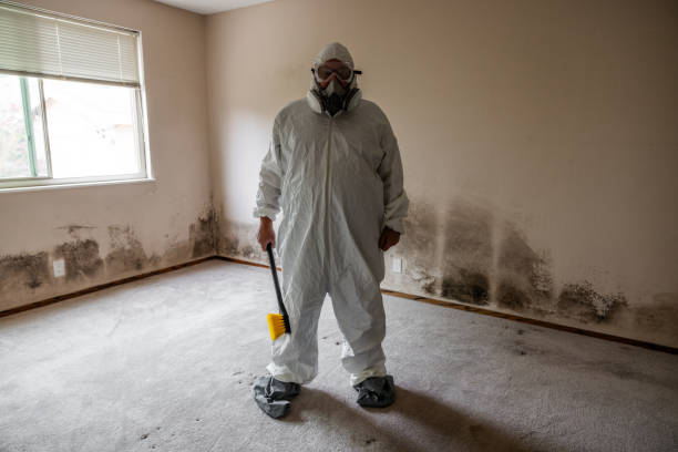 Best Basement Mold Remediation in Bellwood, VA