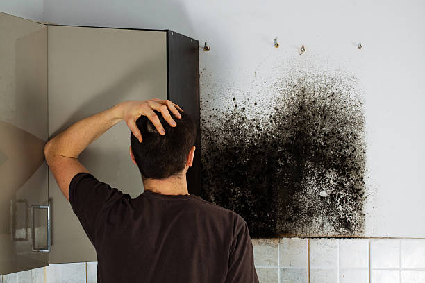 Best Health and Safety Mold Remediation in Bellwood, VA