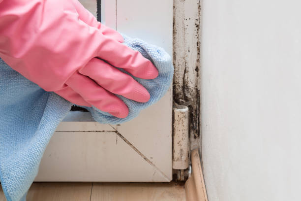 Best Preventive Mold Services in Bellwood, VA