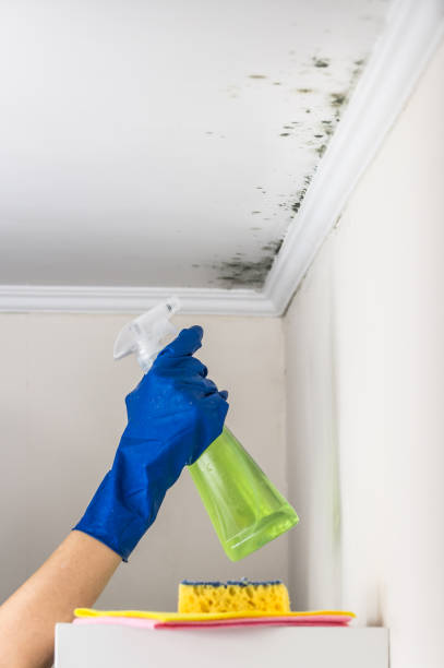 Best Mold Remediation for Schools in Bellwood, VA